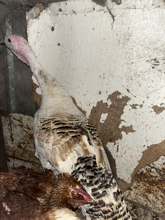 Продам Индюк молодые