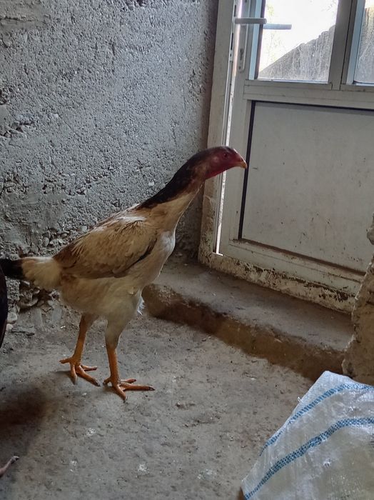 Yoshiga tuldi makiyon