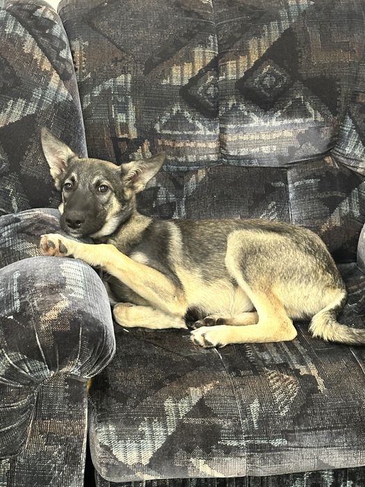 Хороший щенок Грей в добрые руки