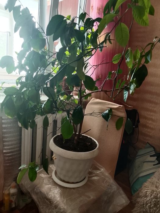 Продам дерево лимона плодотворное