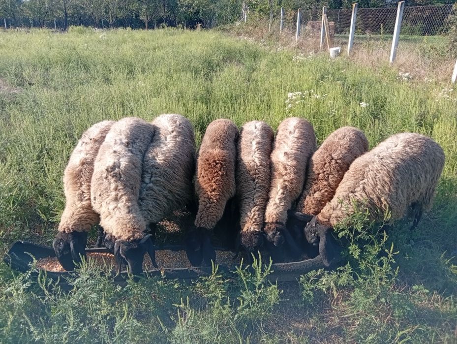 Vând oi carabas sarbesc pret bucata