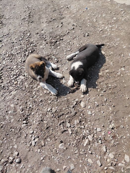 Продам щенка алабай