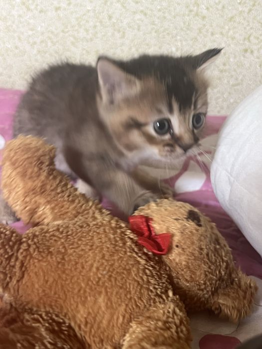 Котёнком  Mushukcha