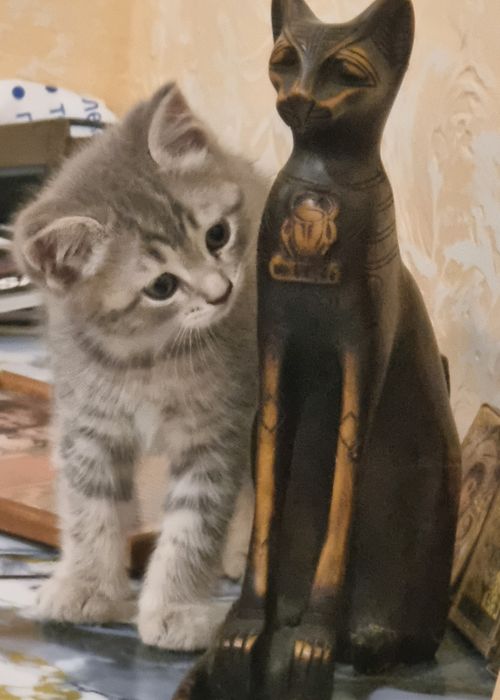 Котята скоттиш страйт