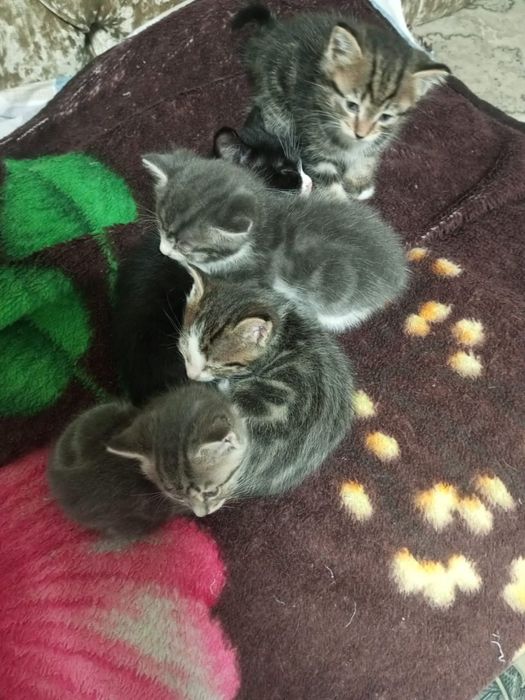 Отдам котят срочно