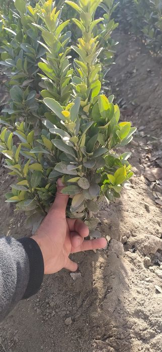 Шамшод кочатлари сотамиз