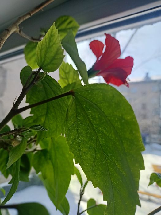 Продам взрослый гибискус