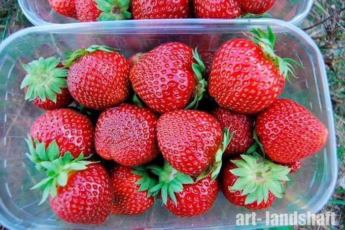 ВЕЛИКОЛЕПЕН БИО Разсад целогодишни Ягоди и Малини