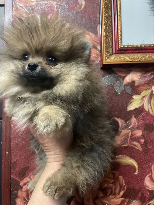 Щенки померанского шпица