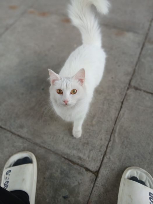 Отдам кошку в добрые руки