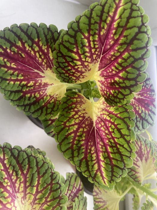 Комнатные цветы красивые