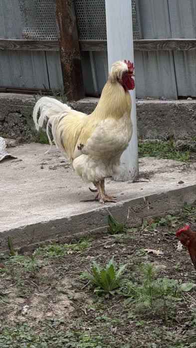 Жаа қораз сатылады болмаса обмен