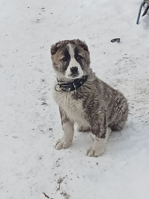 Алабай күшік сатылады