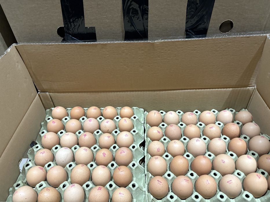 Несушка , бройлер , индюк