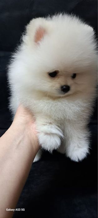 Продается щенок шпица