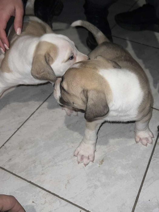 Кане корсо-Питбул  250лв. Народни.