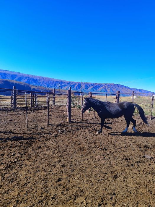 Лошади жылқы Айғыр