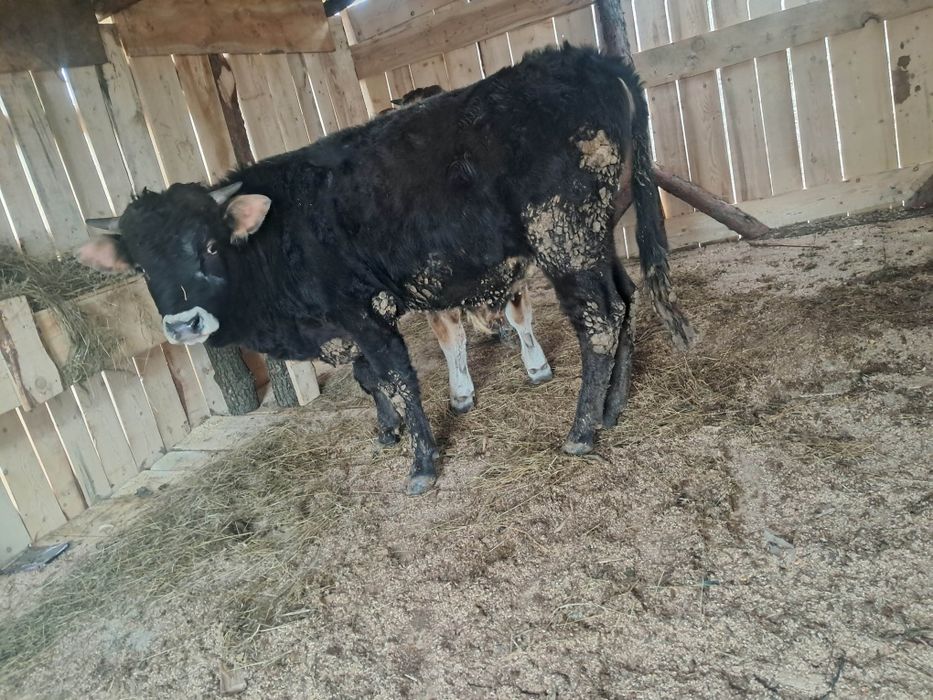 Vand 2 tauri de tinut sau sacrificat