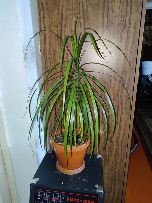 Продам домашние цветы