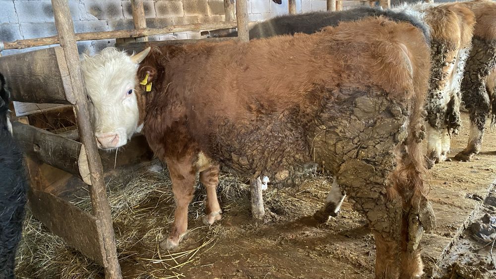 Бычки откормленные