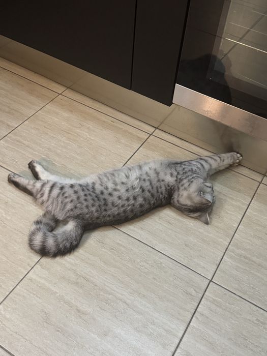 Скотиш страйт кошечка