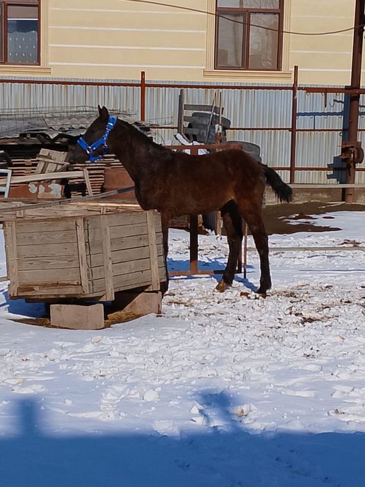 Продам жеребёнка
