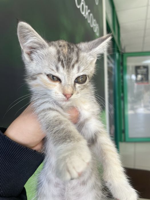Котята бесплатно