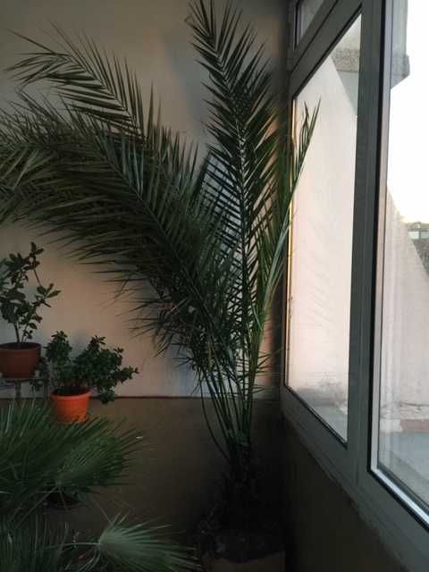 голяма палма в саксия