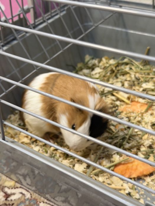 Продам морских свинок