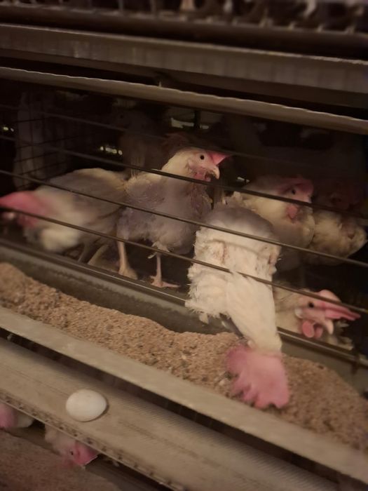 Куры Несушки 1 год