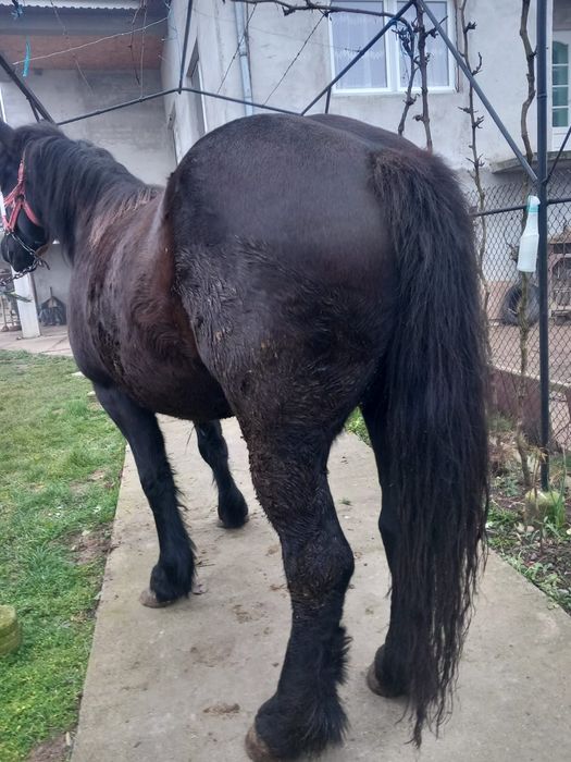 Vând mânză de 2 ani