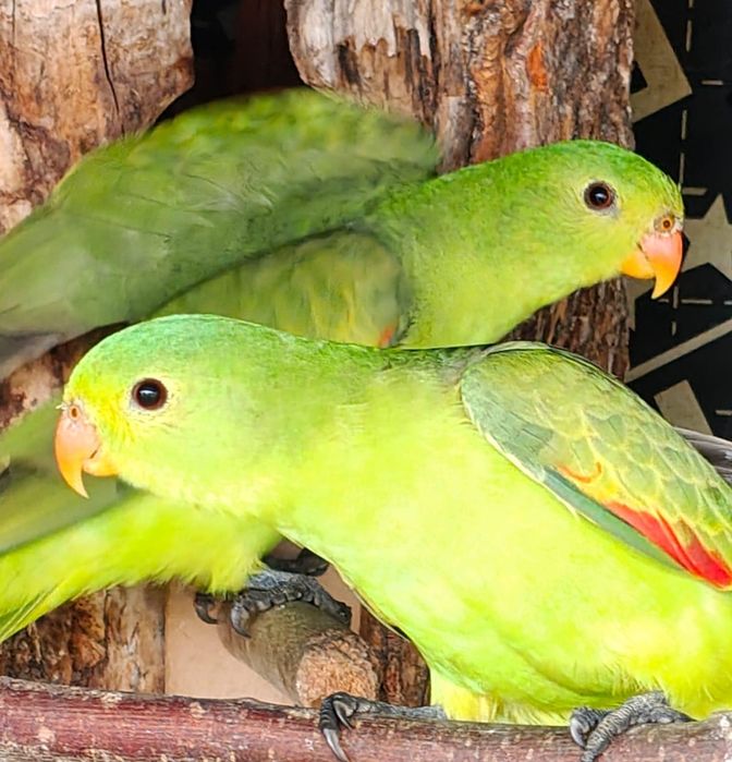 Продавам папагали