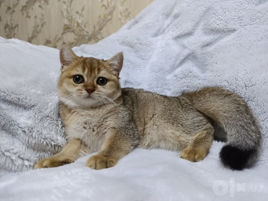 Золотая шиншилла