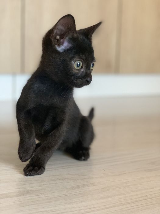 Очаровательный мальчик, котенок.