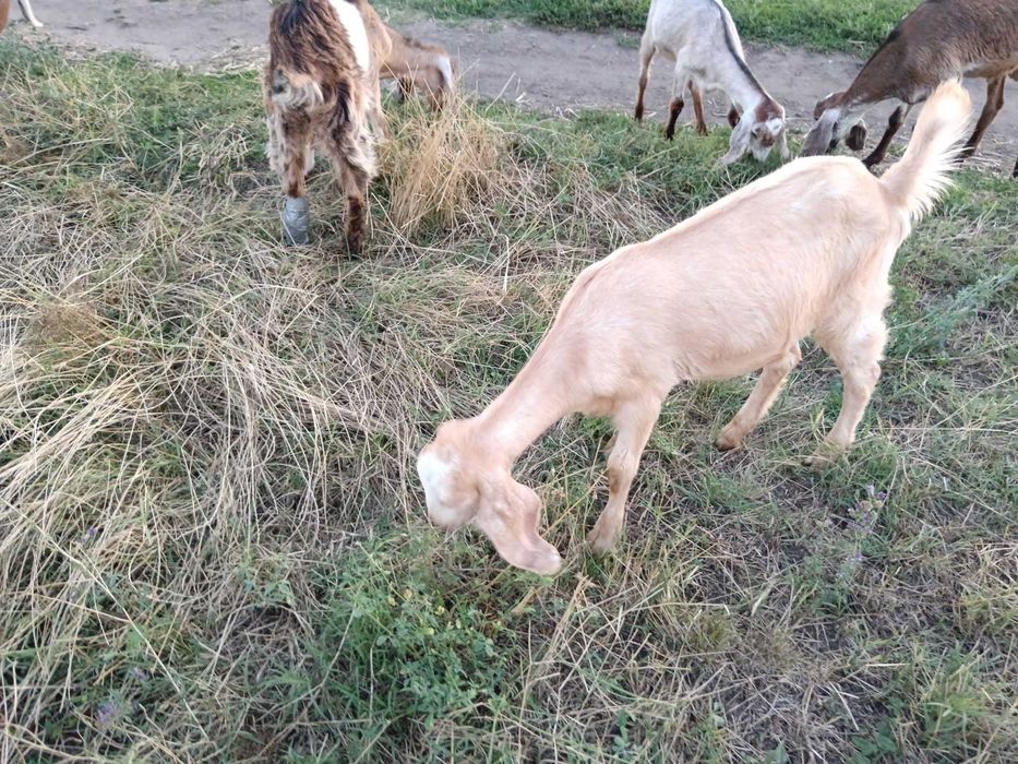 Vând ieduțe și țapi anglo nubieni