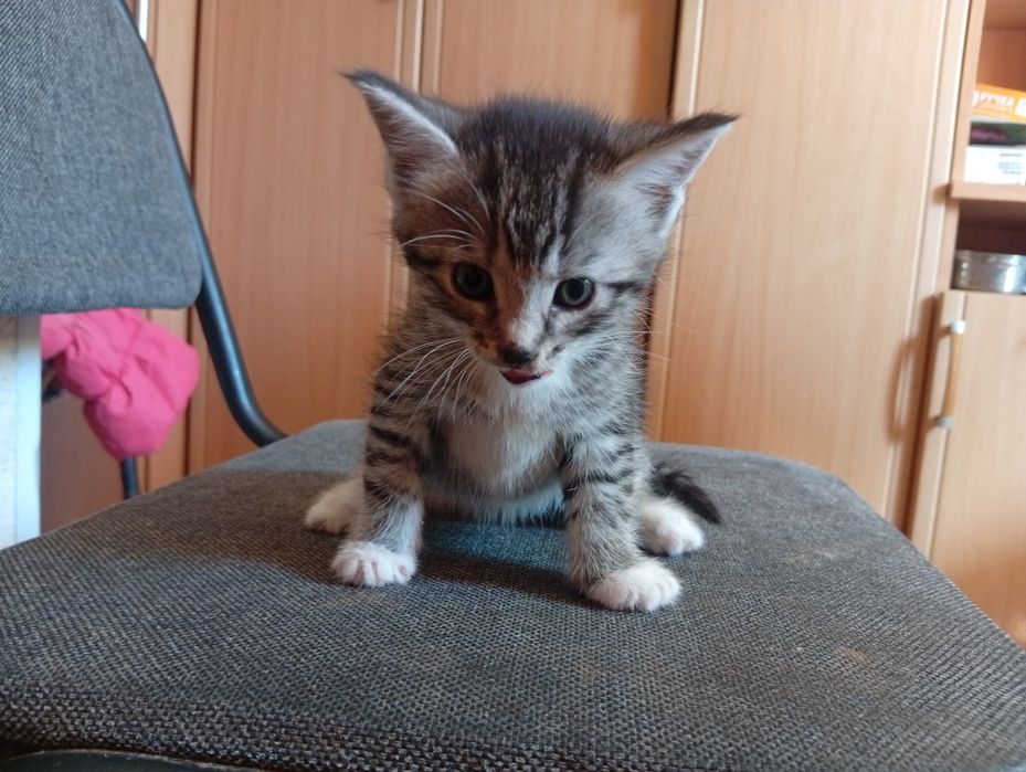 Отдам в добрые руки кошечку