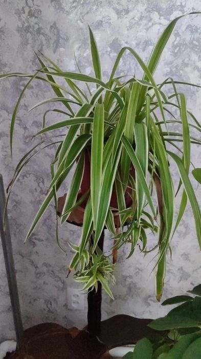 Хлорофитум и другие цветы