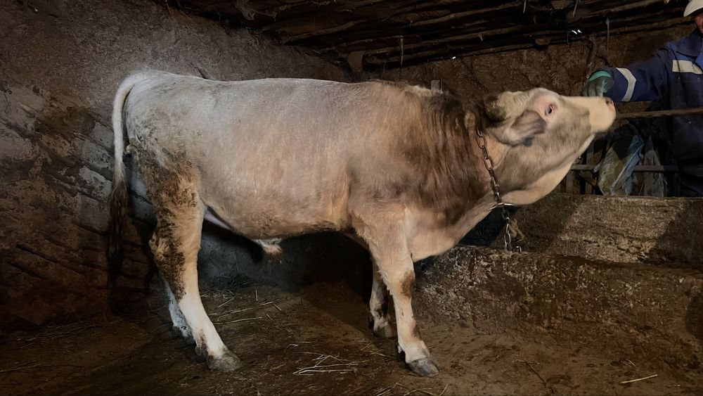 1.5 жасар Бұқа.