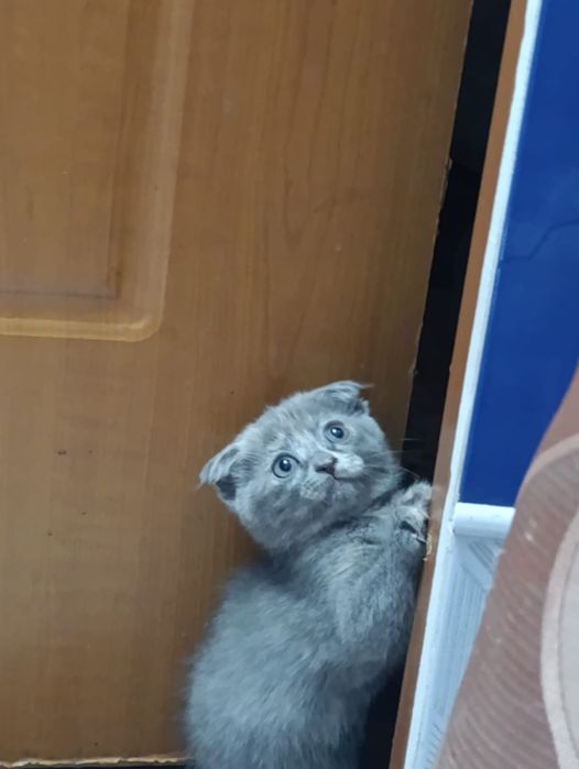 Отдам котят в добрые руки