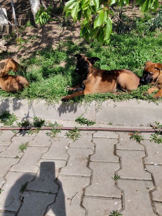 Белгийски овчарки