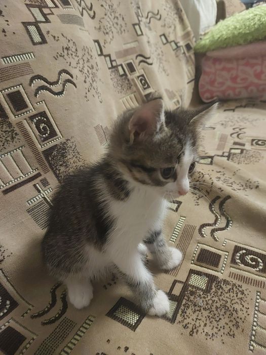 Котенок ищет дом