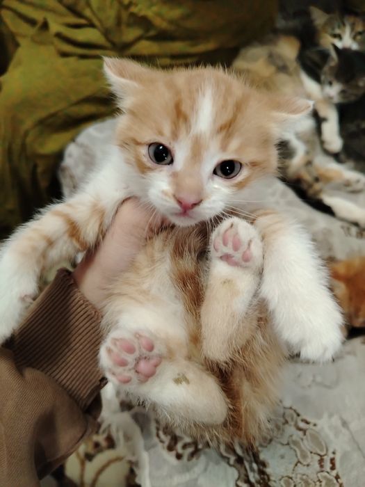 Котята слишком милые!