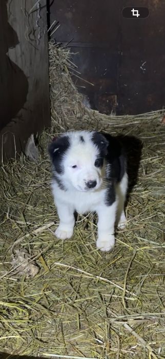 Продам щенки алабая