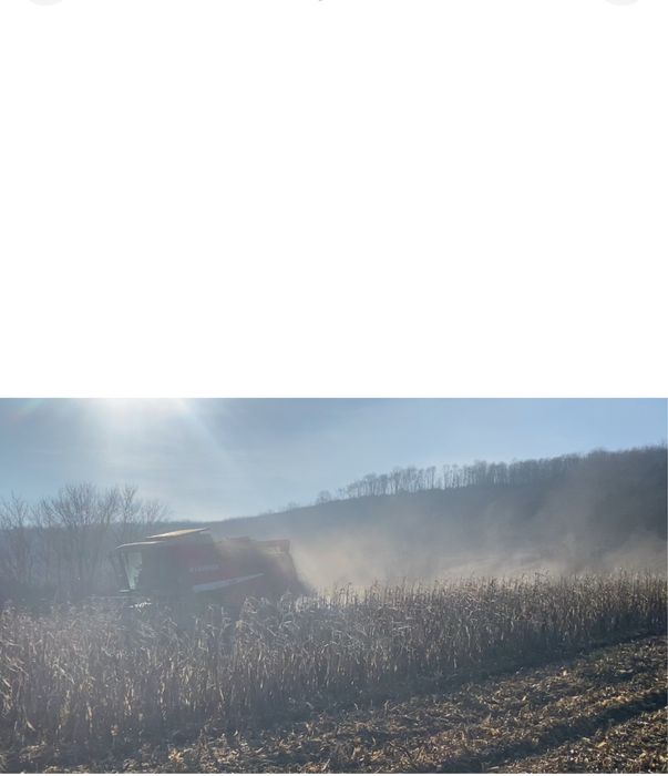 Vand porumb 1 leu /kg