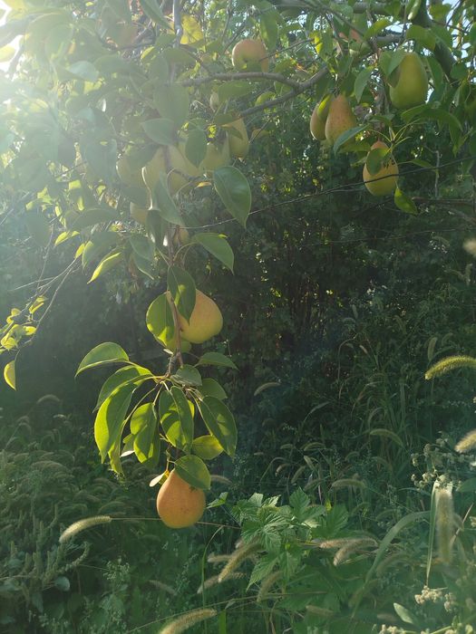 Продам грушу домашний