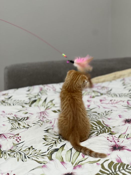 Отдам котенка в добрые хорошие руки