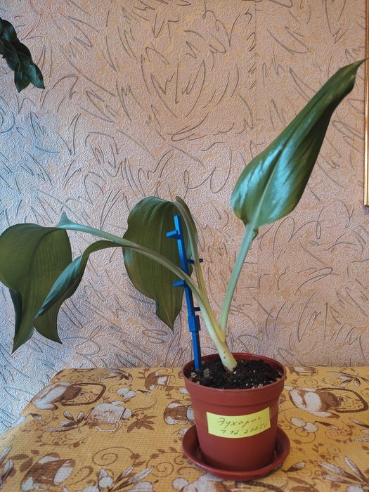 Комнатный цветок, лилия амазонская, эухарис