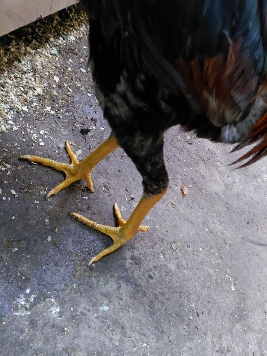 Дакан дакан дакан