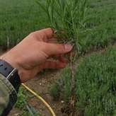 Разсад лавандула