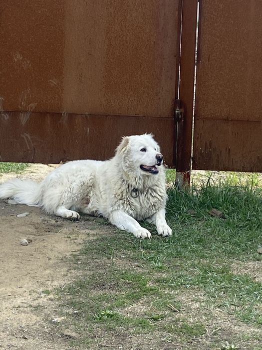 ит сатылады төбет